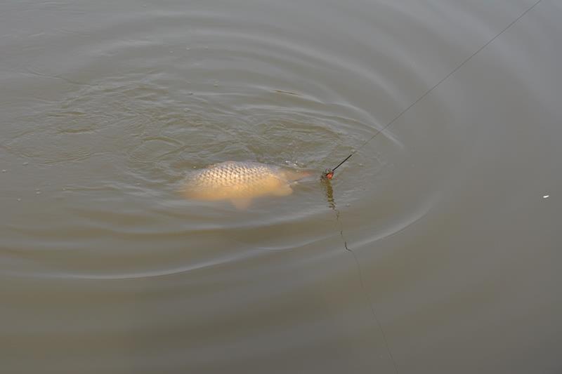 Magura 9 - 05/02/15 - dsc008811.JPG